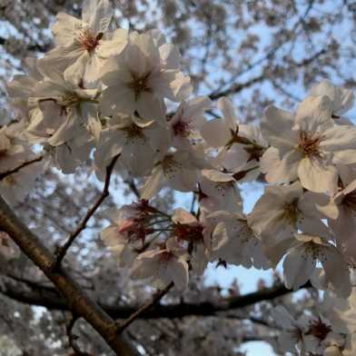 sakura